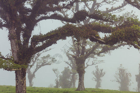 洲哥斯达黎加的薄雾雨林高清图片