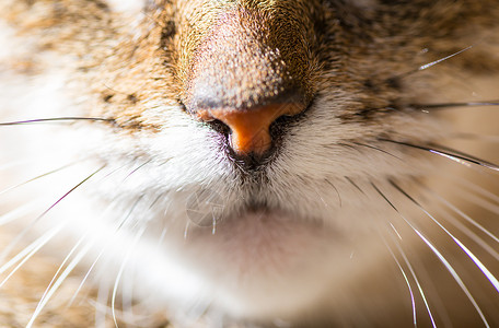 猫猫科动物狠的女人爵士乐爱好者图片