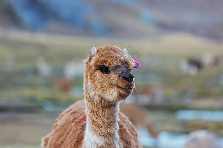 印加语安斯山脉的秘鲁羊驼背景