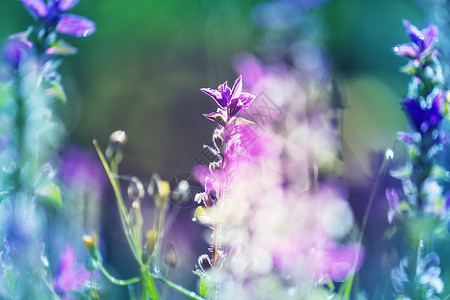 美丽的花朵的特写镜头适合花卉背景背景图片