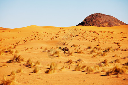 日落时的骆驼图片