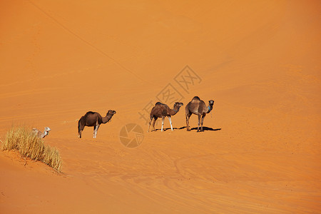 撒哈拉沙漠的商队图片