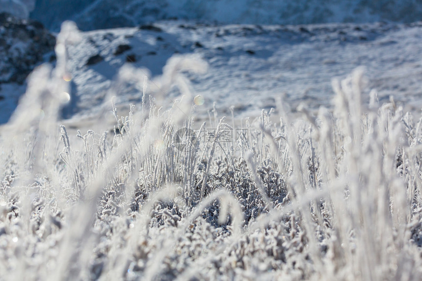 冬天的早晨山上拍摄冰冻的草图片