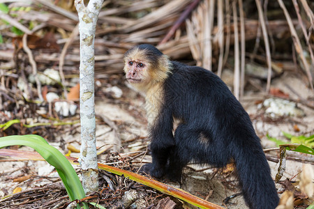 洲哥斯达黎加的白脸卷尾猴森林高清图片