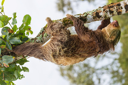 腐肉洲哥斯达黎加树上的树懒背景