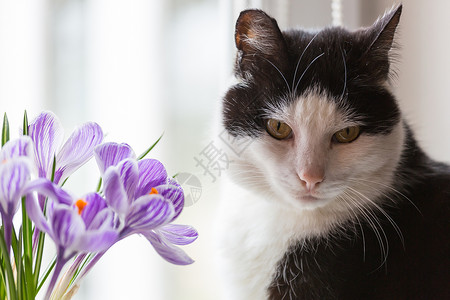 猫花猫闻花背景图片