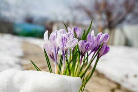 番红花花红花图片