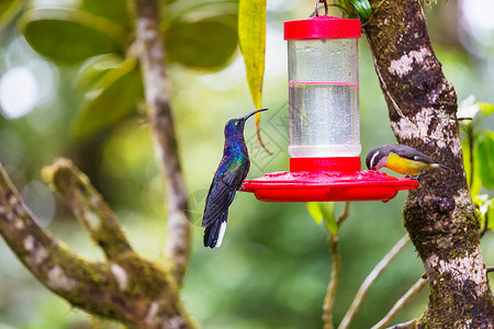 除螨器科利布里洲哥斯达黎加五颜六色的蜂鸟背景