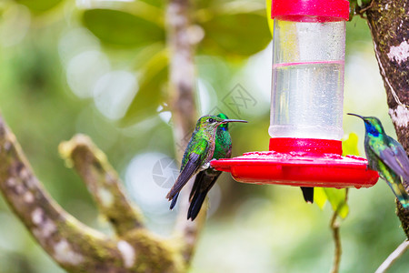 科利布里洲哥斯达黎加五颜六色的蜂鸟高清图片