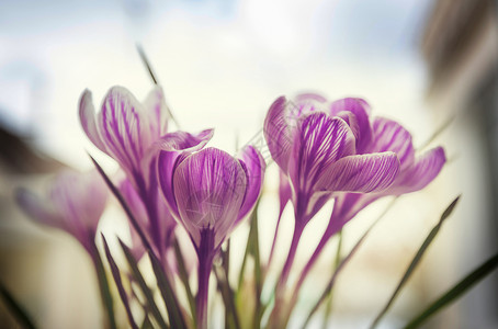 番红花花红花图片