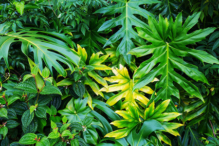 夏威夷花园夏威夷岛美丽的热带花园高清图片