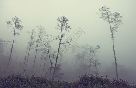 雾蒙蒙的丛林哥斯达黎加的宁静云森林图片
