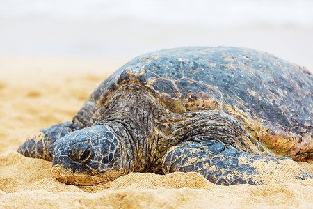 海龟温丹西海滩高清图片