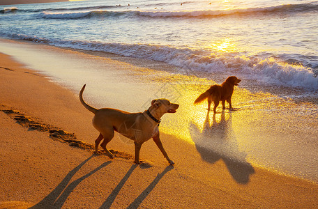 海滩上的狗海滩上的狗图片