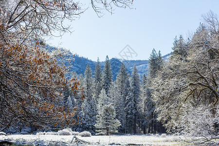 冰冻的树冬天风景如画的白雪覆盖的森林图片