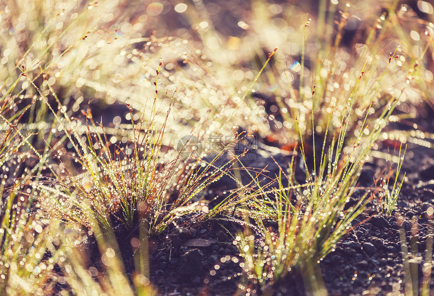 湿草早晨草地上的湿草图片