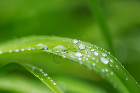 露珠绿草带露珠特写自然的夏天背景图片