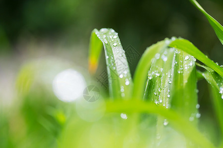 露珠绿草带露珠特写自然的夏天背景图片