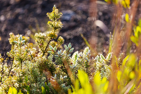 弗洛拉夏威夷岛上潮湿的绿色植物群高清图片