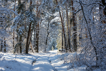 冬天的森林风景秀丽的雪覆盖森林冬季很适合诞节背景图片