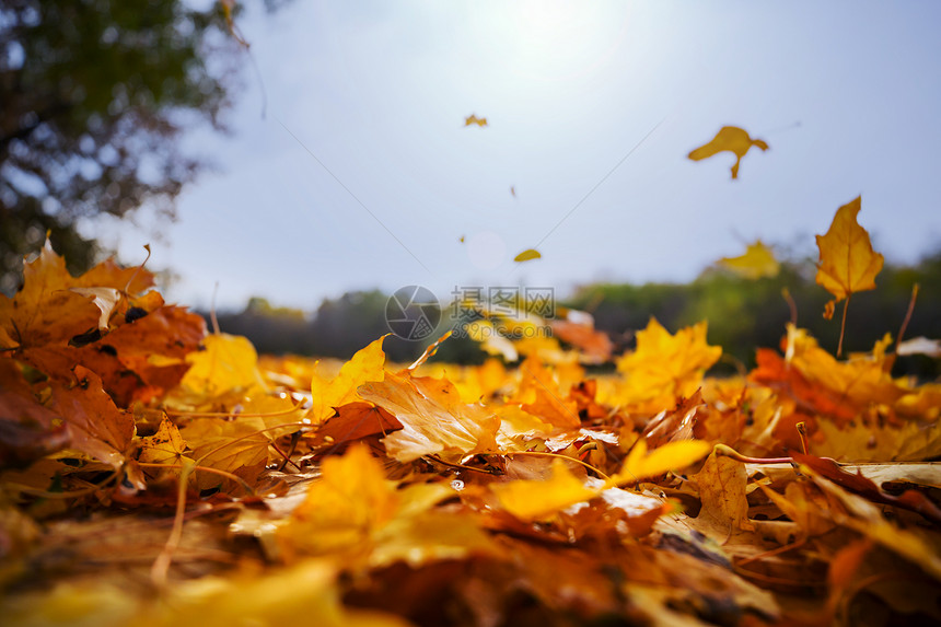 秋天的叶子秋天季节五颜六色的黄叶特写镜头适用于背景图像图片