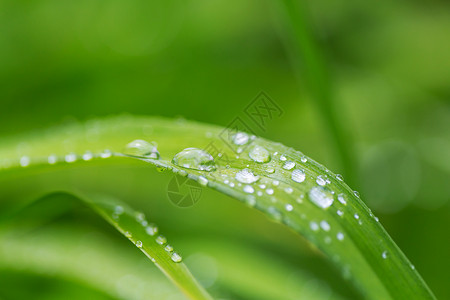 潮湿的白露露珠绿草带露珠特写自然的夏天背景背景