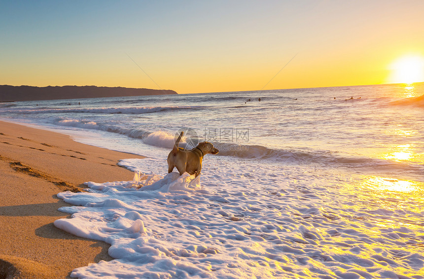 海滩上的狗夏威夷岛海滩上的狗图片