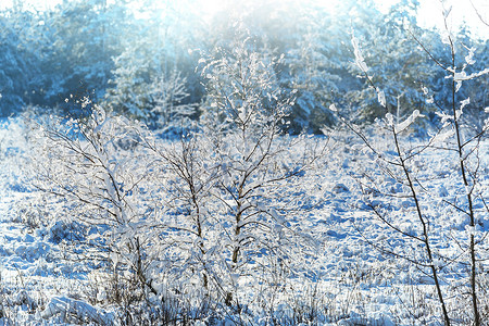 冬天的森林风景秀丽的雪覆盖森林冬季很适合诞节背景图片