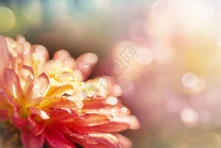 鲜花美丽的花朵的特写镜头适合花卉背景背景图片