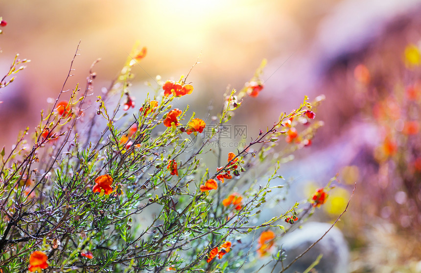 鲜花美丽的花朵的特写镜头适合花卉背景图片