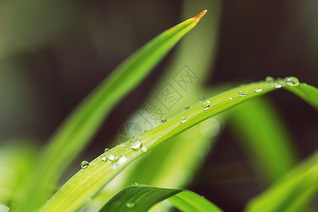 露珠绿草带露珠特写自然的夏天背景图片