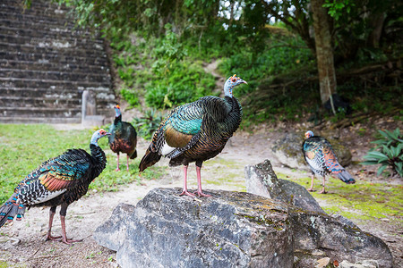 危地马拉的土耳其野生火鸡蒂卡尔公园,古蒂马拉南美洲高清图片