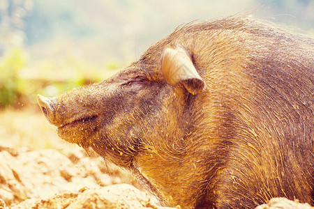 越南猪越南猪图片