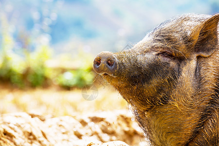 越南猪越南猪图片
