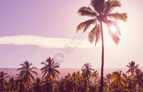 棕榈种植园热带岛屿上的棕榈种植园图片