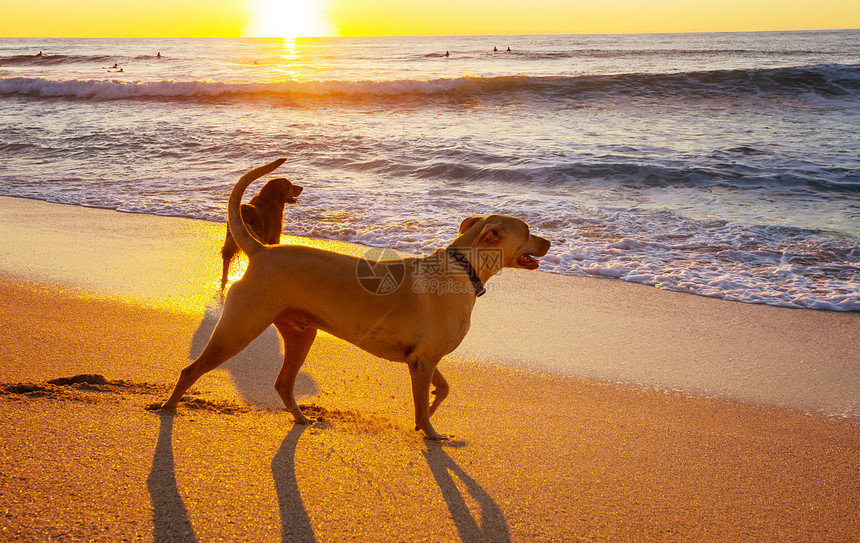 夏威夷岛海滩上的狗图片