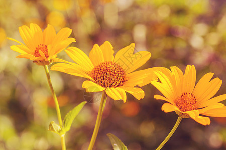 鲜花美丽的花朵的特写镜头适合花卉背景高清图片