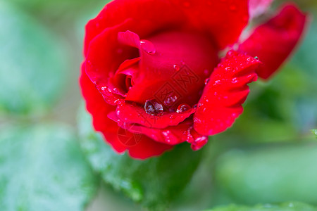 玫瑰粉红色玫瑰,美丽的自然背景背景图片