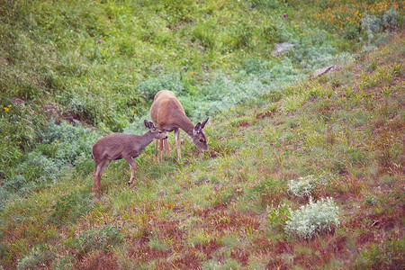 麋鹿野麋鹿草地上吃草图片