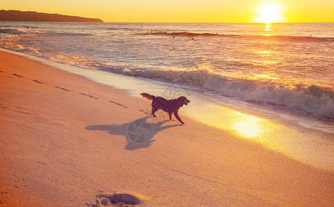 海滩上的狗夏威夷岛海滩上的狗图片