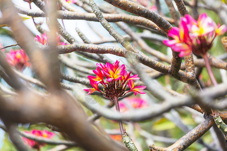 热带花卉夏威夷花园图片