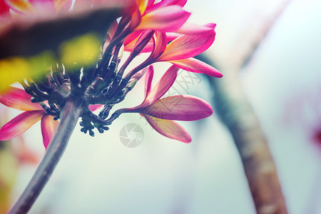热带花卉夏威夷花园背景图片