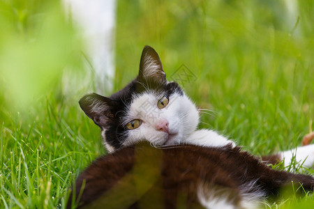 猫草地上绿草地上的猫图片