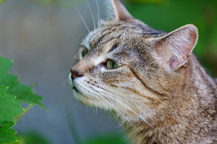 猫草地上绿草地上的猫图片