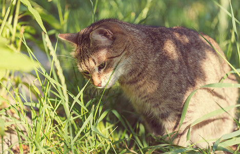猫草地上绿草地上的猫图片