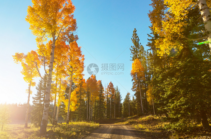 秋天的季节黄调的秋天场景图片