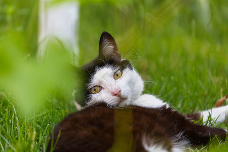 猫草地上绿草地上的猫图片