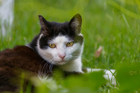 猫草地上绿草地上的猫图片