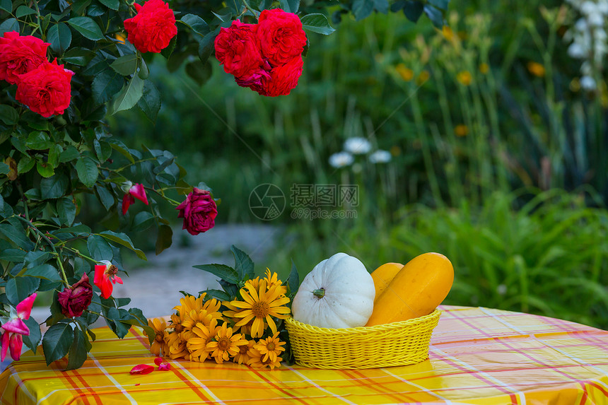 收获花园里的夏天收获图片