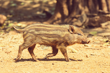 野猪狩猎猪漂亮的小猪野猪背景
